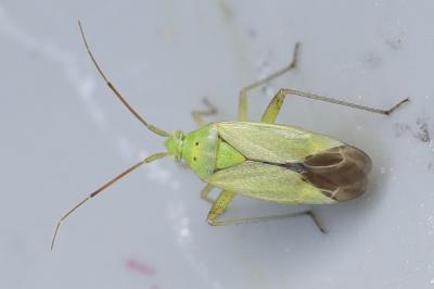 <i>Closterotomus norwegicus</i>