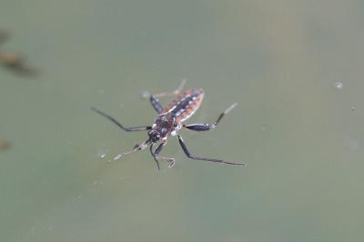 <i>Velia caprai</i>