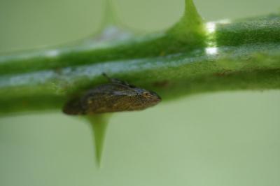 <i>Aphrophora</i>
