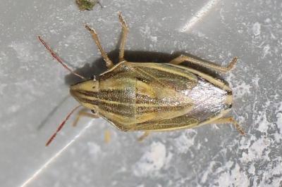 <i>Aelia acuminata</i>