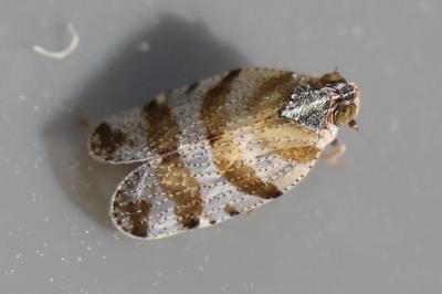 <i>Tachycixius venustulus</i>