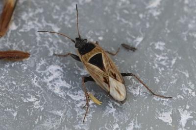 Xanthochilus quadratus