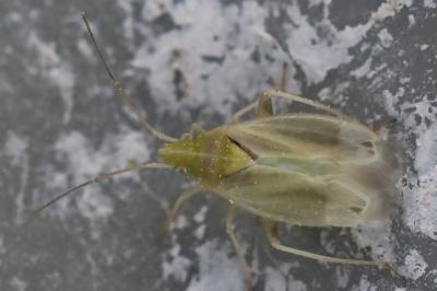 <i>Amblytylus nasutus</i>