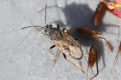<i>Peritrechus gracilicornis</i>