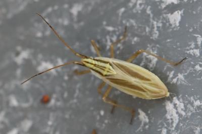 <i>Acetropis gimmerthalii</i>