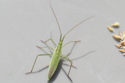 <i>Megaloceroea recticornis</i>