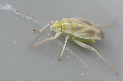 <i>Amblytylus nasutus</i>