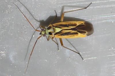 <i>Stenotus binotatus</i>