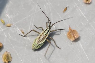 <i>Leptopterna dolabrata</i>