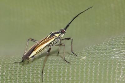 <i>Leptopterna dolabrata</i>