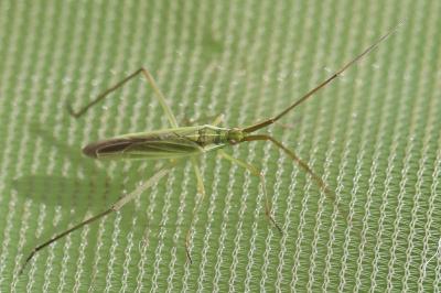 <i>Megaloceroea recticornis</i>