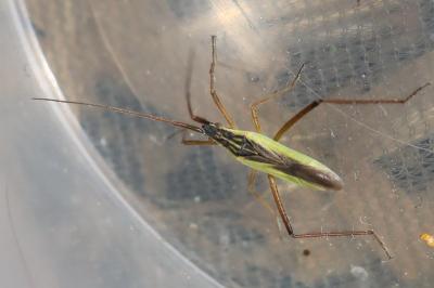 <i>Notostira</i>