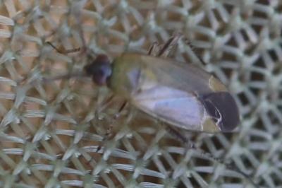 <i>Plagiognathus arbustorum</i>