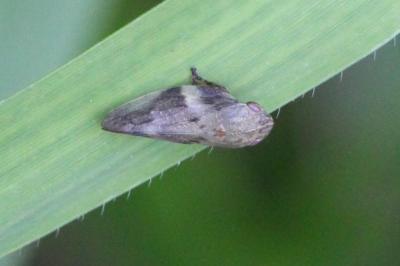 <i>Aphrophora alni</i>