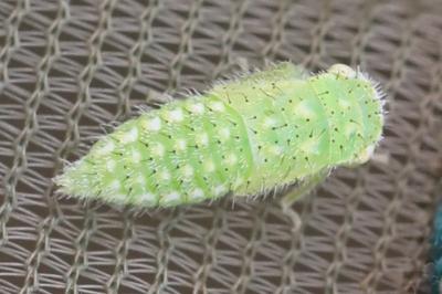 <i>Iassus scutellaris</i>