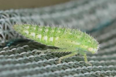 <i>Iassus scutellaris</i>