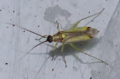 Campyloneura virgula