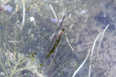 <i>Hydrometra stagnorum</i>