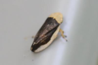 <i>Philaenus spumarius</i>