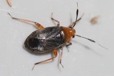 <i>Capsus ater</i>
