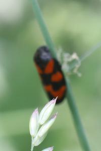 <i>Cercopis vulnerata</i>