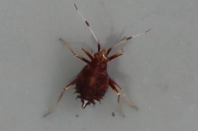 <i>Deraeocoris ruber</i>