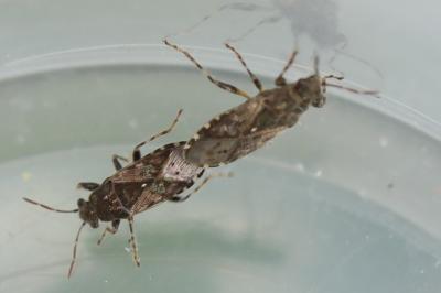 <i>Heterogaster urticae</i>