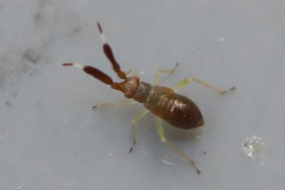 <i>Heterotoma planicornis</i>