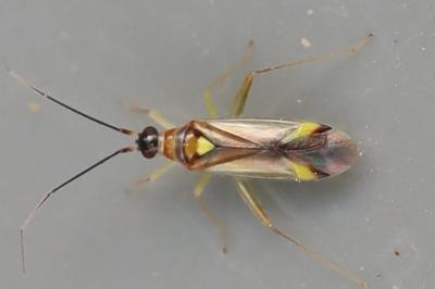 <i>Campyloneura virgula</i>