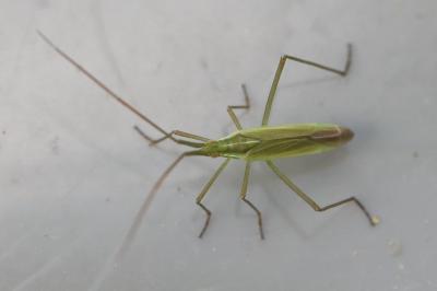 <i>Megaloceroea recticornis</i>