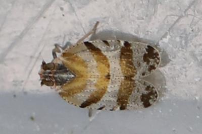 <i>Tachycixius venustulus</i>