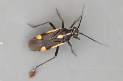 <i>Capsodes sulcatus</i>