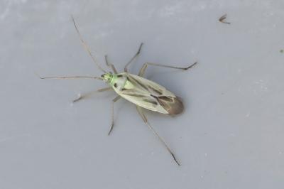 <i>Stenotus binotatus</i>
