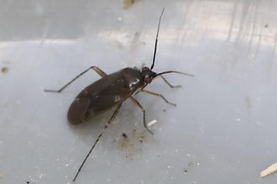 <i>Plagiognathus arbustorum</i>