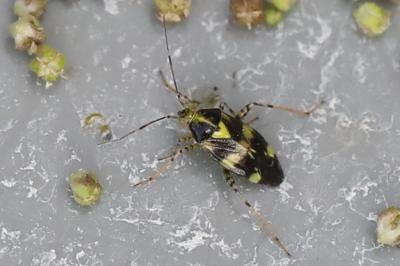 <i>Liocoris tripustulatus</i>