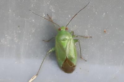 <i>Apolygus spinolae</i>