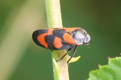 <i>Cercopis vulnerata</i>