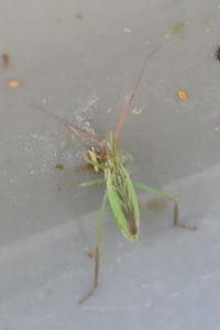 <i>Notostira</i>