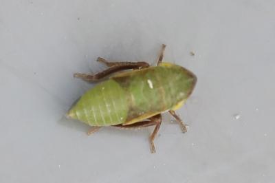 <i>Aphrodes</i>