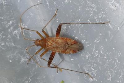 <i>Phytocoris</i>