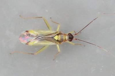 <i>Campyloneura virgula</i>