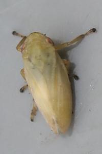 <i>Philaenus spumarius</i>