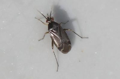 <i>Plagiognathus arbustorum</i>