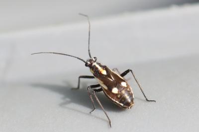 <i>Capsodes sulcatus</i>
