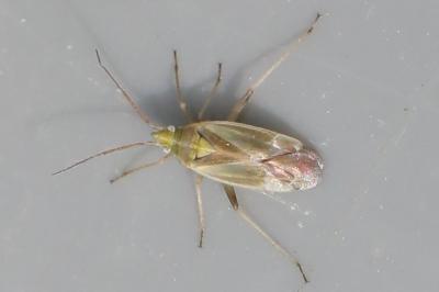 <i>Amblytylus nasutus</i>
