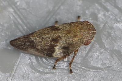 <i>Aphrophora alni</i>