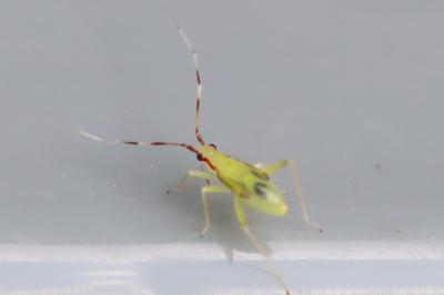 <i>Campyloneura virgula</i>