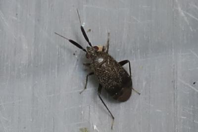<i>Heterocordylus</i>
