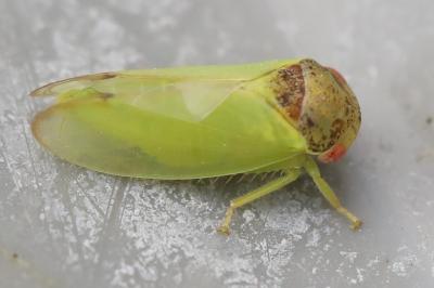 <i>Iassus lanio</i>