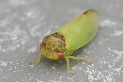 <i>Iassus lanio</i>